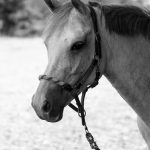 PONEY CLUB