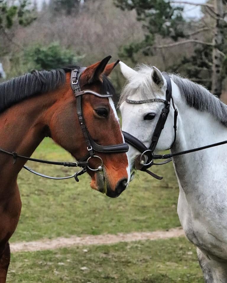STAGES EQUESTRES